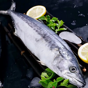 新鲜鲅鱼深海马鲛鱼鲜活海捕整条冷冻特大海鲜海鱼5斤装 顺丰包邮