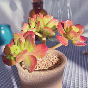 西瓜宝珠老桩云南露养多肉花植物组合盆栽超萌肉肉新款绿植易养活