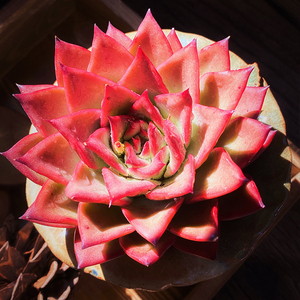 吉赛尔单头大株云南东云系多肉植物露养稀有网红阳台室内组合盆栽