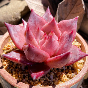 云南红色多肉植物大颗好养贵货组合小盆栽精品肉肉办公桌阳台室内