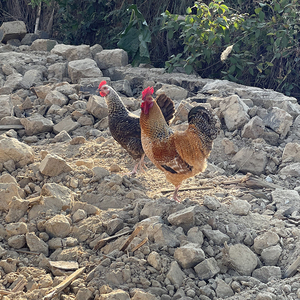 农袖金芦花鸡种蛋受精蛋可孵化鸡蛋产蛋王种蛋农村土鸡蛋孵小鸡蛋