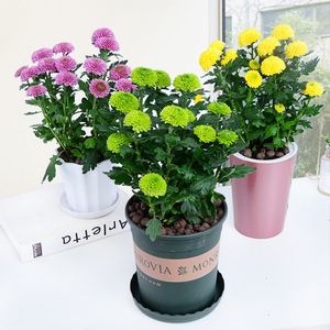 菊花盆栽室内办公室桌面观花植物庭院阳台耐旱小雏菊四季开花花卉