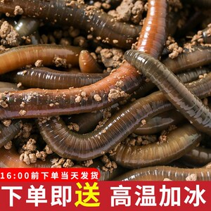 特大号鲜活青蚯蚓土蚯蚓王钓黄鳝专用臭黑蚯蚓活体活饵料鱼饵