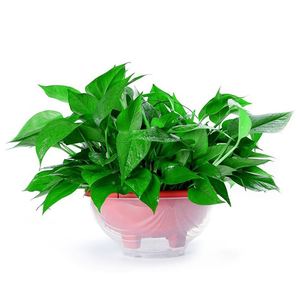新罗花绿箩e植物箩盆栽碧罗懒人室内绿值新房玉萝禄净化空气莉萝