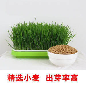 芽豆苗家里阳台豆芽菜育苗盘草纸发芽水培麦芽种植槽纸上架子0人付款