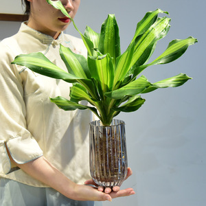 水培巴西美人铁绿植室内盆栽客厅办公室阳台盆景植物水养四季常青