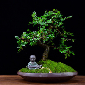 小叶榆树盆景造型盆栽室内四季常青室内植物办公室阳台好养绿植