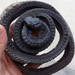 乌药蛇干货中草药中药材乌梢蛇蛇段 乌鞘蛇段  乌蛇段干500克包邮