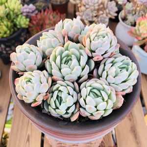 小叶冰梅多肉植物老桩群生一物一拍多头日系冰梅大颗肉肉冰梅盆栽