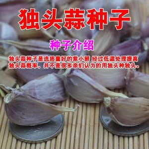 独头蒜种子紫皮小蒜瓣红皮蒜苗干大蒜苔寒蒜香蒜笨硬叶土四川蒜籽