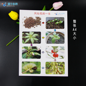 小学科学凤仙花的一生图卡植物生长变化记录表