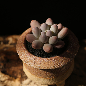 西童欢乐豆汤圆多肉植物新品杂交小老桩多肉盆栽办公室小盆栽萌肉