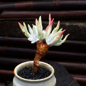 初霜仙女杯满包邮多肉植物老桩爱杜丽丝绿体韩国贵货御剑拇指多肉