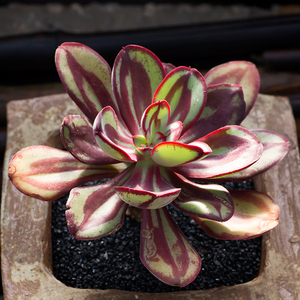 圆叶红司多肉植物群生肉肉老桩多头带香味的多肉室内阳台盆栽易养