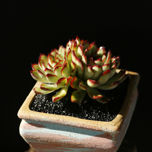 西童墨西哥灵影灵隐多肉植物精控老桩双头红边灵影好养云南直发