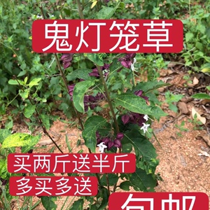 白花鬼灯笼
