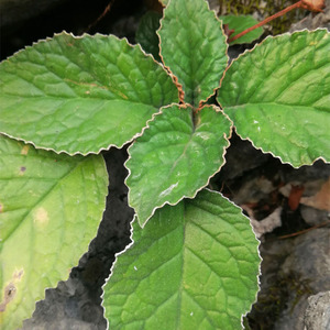 2021年新品 广西野生石上莲干品大叶石上莲干药材250g