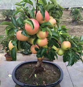 盆栽水果苹果树苗嫁接红富士苗南方北方四季阳台盆栽种植当年结果