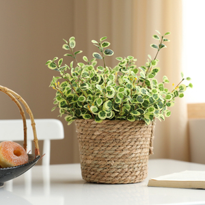 泰环 ins北欧仿真植物小花束套装家居客厅装饰绿植盆栽桌面摆件