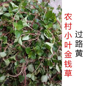 【金钱草鲜】金钱草鲜品牌,价格 - 阿里巴巴