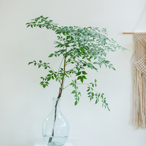 乐作|马醉木 绿天竺叶 南天竹鲜花新鲜尤加利叶绿植任2件空运包邮