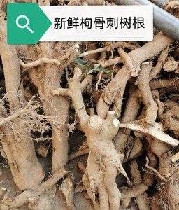 八角刺树根的药用价值图片