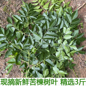 苦楝树叶新鲜苦练树皮苦楝树皮外用熬水苦练树现摘现发精选包邮