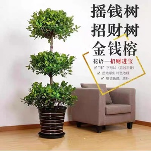 摇钱树盆栽小