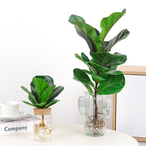 水培琴叶榕小盆栽北欧风ins室内高级绿植办公室桌面易养创意水养
