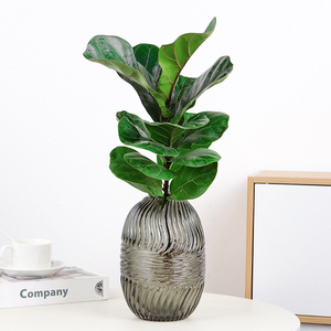 水培琴叶榕小盆栽北欧风ins室内高级绿植办公室桌面易养创意水养