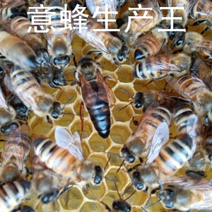 意蜂蜂王 意蜂新产王 蜜王 意蜂王 生产王开产王 意蜂处女王 蜂王