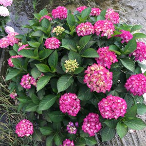 【蔓花园】塞尔玛 35美植袋 进口绣球 阳台盆栽庭院绿植花卉植物