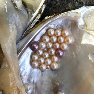 珍珠蚌