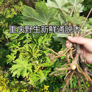 重庆野生通花根新鲜 通脱木 木通树 通草寇脱离南活莌倚商