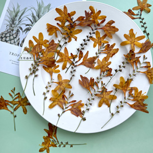 007人付款淘宝植art火焰兰鲜花水培水养鲜切花家庭插花