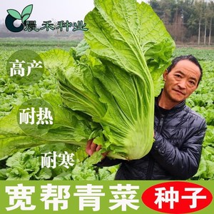 宽帮青菜种子腌渍泡菜酸菜腌菜四川芥菜中熟大叶高产秋播蔬菜种子