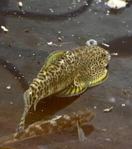 原生鱼美丽小条鳅群游云南丽纹鳅冷水观赏鱼清理残食丝藻好看好养