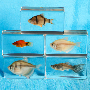 真实鱼标本摆件教学早教玩具海洋馆幼儿园树脂动物标本透明工艺品