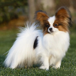 纯种蝴蝶犬幼犬活体小型长毛黄白宠物狗狗黑白活泼可爱西施犬幼崽