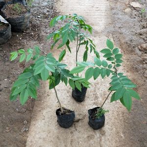 50多肉嘉年华淘宝海南黄花梨树苗金丝楠木树苗沉香树苗小叶紫檀树苗