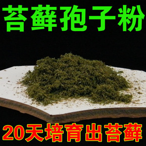 苔藓青苔种子青苔苔藓孢子粉草坪草地草种子盆景墙培育种植