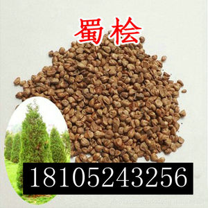 300人付款淘宝绿化塔松树苗 刺松树苗 刺柏苗 道路绿化 清明松 刺松