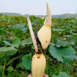 深水莲藕苗种苗盆栽当年开花适合2到3米水深种植粉藕面藕蒸煮可食