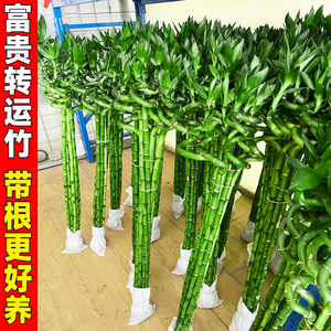 带根转运竹水竹富贵竹植物水养开运竹子盆栽客厅室内室外水培绿植