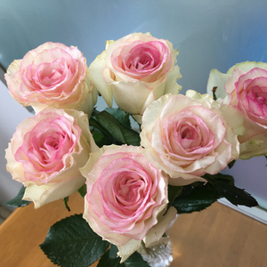 荷兰切花月季 快乐之源 花朵大四季开花玫瑰花苗阳台花卉