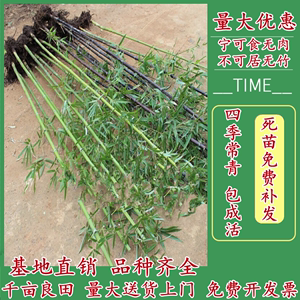 竹子苗庭院竹子植物北方耐寒户外大型竹苗名贵小型紫竹四季竹盆栽