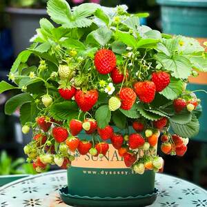 草莓苗带盆带花带果四季盆栽食用阳台庭院带土丹东家庭种植新苗秧