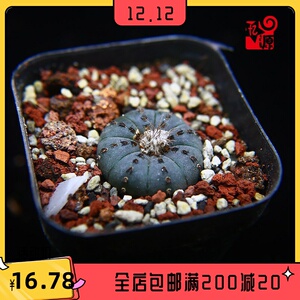 800人付款淘宝实生士童紫云狸之子黄金士童蜈蚣丸艳肌士童仙人球多肉