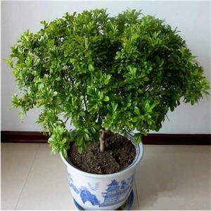 米兰花植物独杆