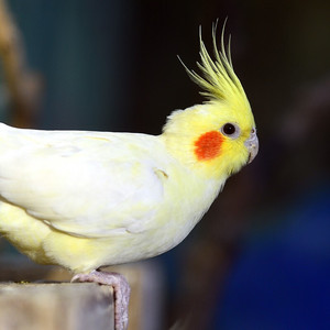 手养玄凤鹦鹉雏鸟黄化活体幼鸟原始灰白子会说话唱歌一对宠物鸟